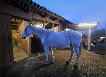 Austrian Warmblood, Mare, 15 years, 16,1 hh, Grey