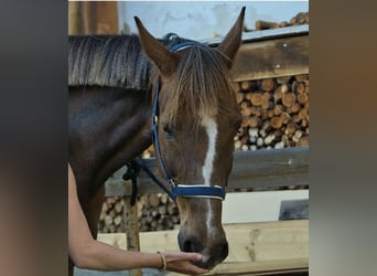 Austrian Warmblood, Mare, 16 years, 16.2 hh, Chestnut-Red