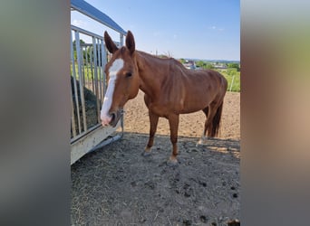 Austrian Warmblood, Mare, 16 years, 16.3 hh, Chestnut-Red