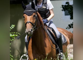 Austrian Warmblood, Mare, 16 years, 16 hh, Chestnut