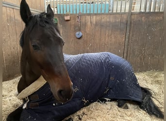 Austrian Warmblood, Mare, 16 years, Brown