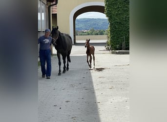 Austrian Warmblood, Mare, 16 years, Brown