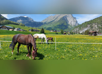 Österreichisches Warmblut, Stute, 17 Jahre, 16 hh, Dunkelfuchs