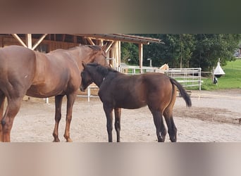 Österreichisches Warmblut, Stute, 17 Jahre, 16 hh, Dunkelfuchs