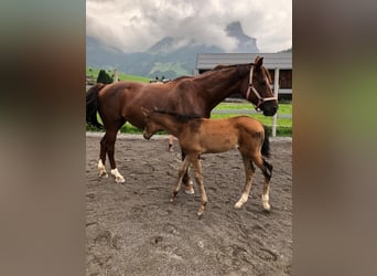 Österreichisches Warmblut, Stute, 17 Jahre, 16 hh, Dunkelfuchs