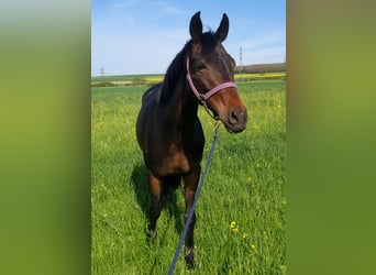 Austrian Warmblood, Mare, 17 years, Smoky-Black