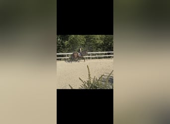Austrian Warmblood, Mare, 18 years