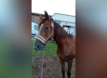 Austrian Warmblood, Mare, 19 years, 16 hh, Chestnut