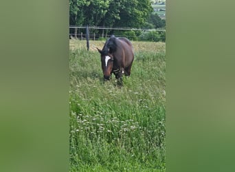 Austrian Warmblood, Mare, 19 years, 16,1 hh, Smoky-Black