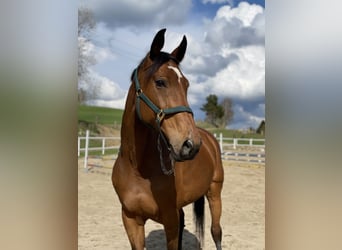 Austrian Warmblood, Mare, 19 years, 17,1 hh, Brown