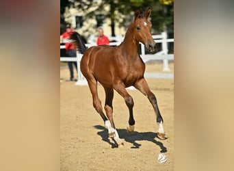 Austrian Warmblood, Mare, 1 year, 16.1 hh, Brown