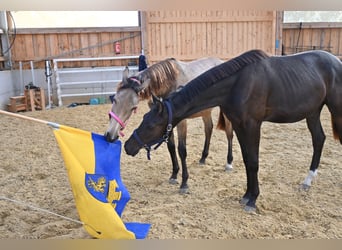 Austrian Warmblood, Mare, 1 year, 16,1 hh, Buckskin