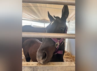 Austrian Warmblood, Mare, 1 year, 16,2 hh, Black