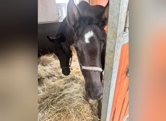 Austrian Warmblood, Mare, 1 year, 16,2 hh, Black