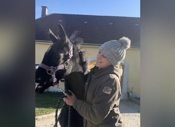 Austrian Warmblood, Mare, 1 year, 16,2 hh, Black