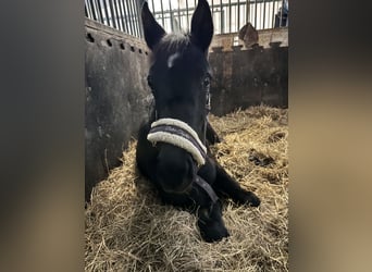 Austrian Warmblood, Mare, 1 year, 16,2 hh, Black