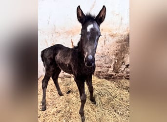 Austrian Warmblood, Mare, 1 year, 16,2 hh, Black