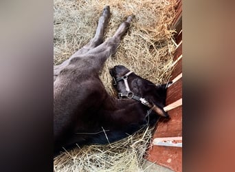 Austrian Warmblood, Mare, 1 year, 16,2 hh, Black