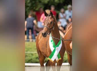 Austrian Warmblood, Mare, 1 year, 16.2 hh, Brown