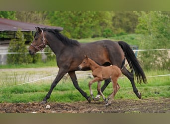 Austrian Warmblood, Mare, 1 year, 16,2 hh, Brown