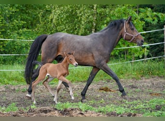 Austrian Warmblood, Mare, 1 year, 16,2 hh, Brown