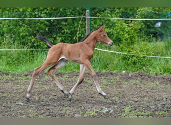 Austrian Warmblood, Mare, 1 year, 16,2 hh, Brown