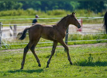 Austrian Warmblood, Mare, 1 year, 16,2 hh, Brown