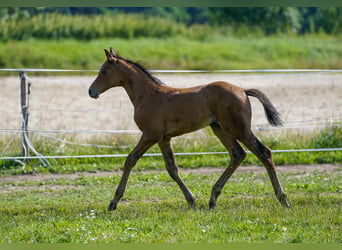 Austrian Warmblood, Mare, 1 year, 16,2 hh, Brown