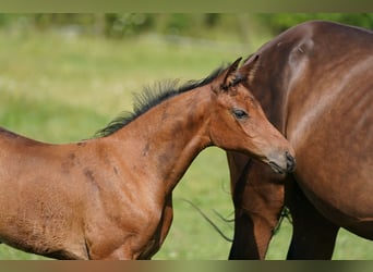 Austrian Warmblood, Mare, 1 year, 16,2 hh, Brown