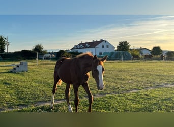 Austrian Warmblood, Mare, 1 year, 16.2 hh, Chestnut-Red