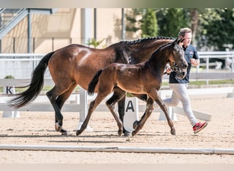 Austrian Warmblood, Mare, 1 year, 16,2 hh, Smoky-Black