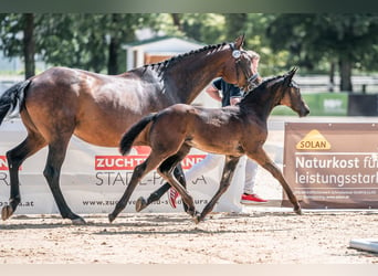 Austrian Warmblood, Mare, 1 year, 16,2 hh, Smoky-Black