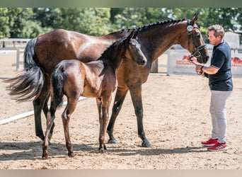 Austrian Warmblood, Mare, 1 year, 16,2 hh, Smoky-Black