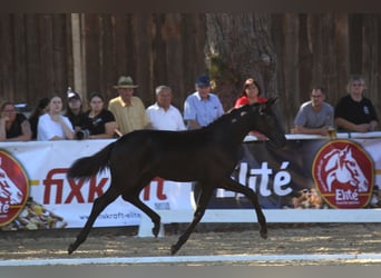 Austrian Warmblood, Mare, 1 year, 16,1 hh, Black