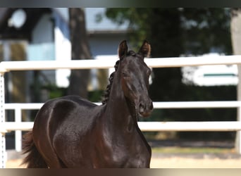 Austrian Warmblood, Mare, 1 year, 16,1 hh, Black