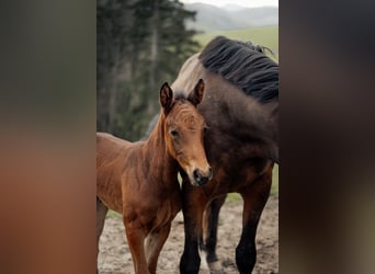 Austrian Warmblood, Mare, 1 year, 16,1 hh, Brown