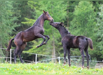 Austrian Warmblood, Mare, 1 year, 16,2 hh, Bay-Dark