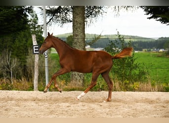 Austrian Warmblood, Mare, 1 year, 16,3 hh, Chestnut
