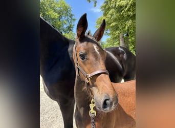 Austrian Warmblood, Mare, 1 year, Bay-Dark