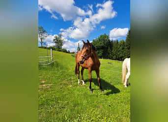 Austrian Warmblood, Mare, 1 year, Brown