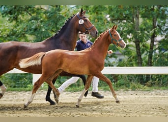 Austrian Warmblood, Mare, 1 year, Chestnut-Red