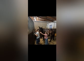 Austrian Warmblood, Mare, 1 year