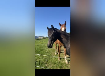 Austrian Warmblood, Mare, 1 year, Gray