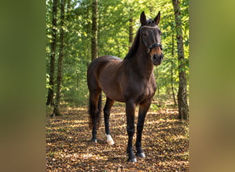 Austrian Warmblood, Mare, 21 years, 16 hh, Bay-Dark