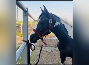 Austrian Warmblood Mix, Mare, 2 years, 15.1 hh, Pinto