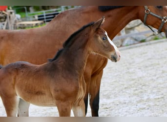 Austrian Warmblood, Mare, 2 years, 16.1 hh, Bay-Dark