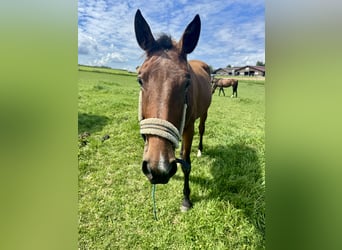 Austrian Warmblood, Mare, 2 years, 16.1 hh, Brown