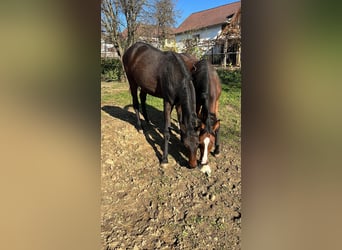 Austrian Warmblood, Mare, 2 years, 16.2 hh, Brown