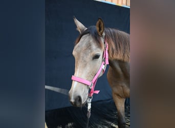 Austrian Warmblood, Mare, 2 years, 16,2 hh, Buckskin