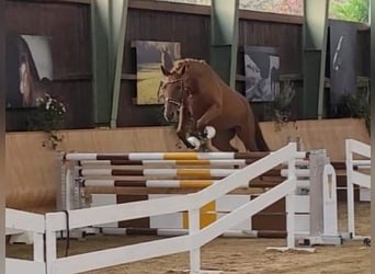 Austrian Warmblood, Mare, 2 years, 16,2 hh, Chestnut-Red